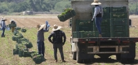 Redadas migratorias amenazan negocios que abastecen alimentos en EEUU, según asociaciones agrícolas