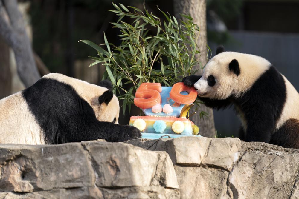 Pandas