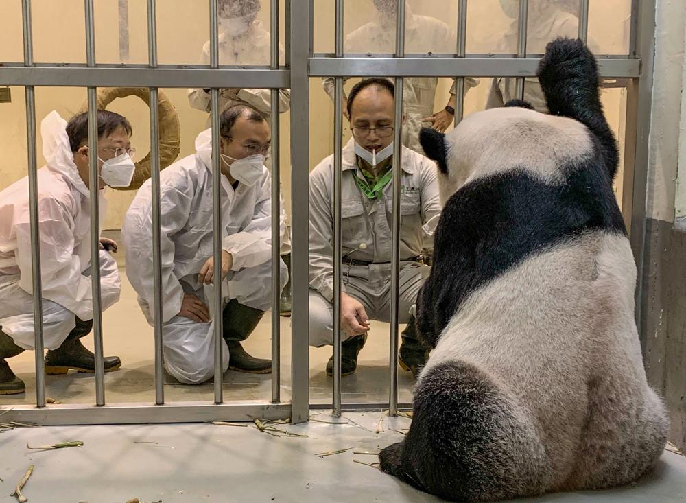 panda enfermo