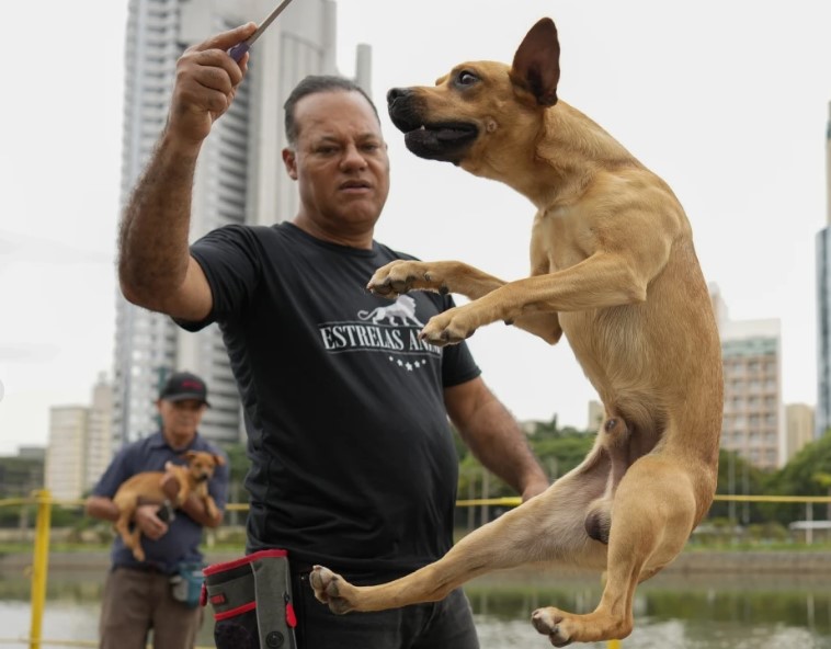 Perros caramelo