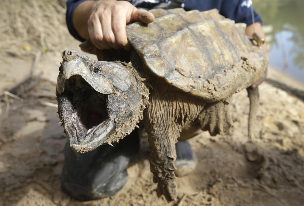 Tortuga Caiman